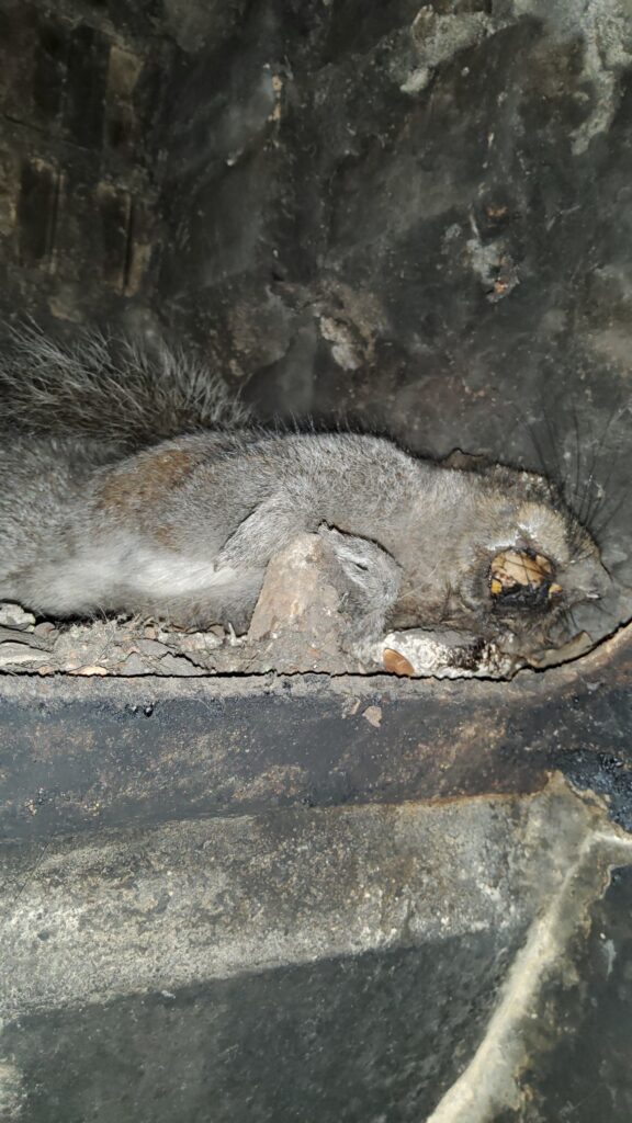 Dead Squirrel on Smoke Shelf
